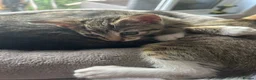 Mixed Breed cats for sale: 4 Gorgeous tabby kittens, 2 with white features - Advert 12