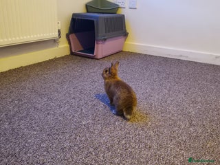 Netherland Dwarf rabbits Unique, Rare Red Fox Rabbit for sale - Advert 9