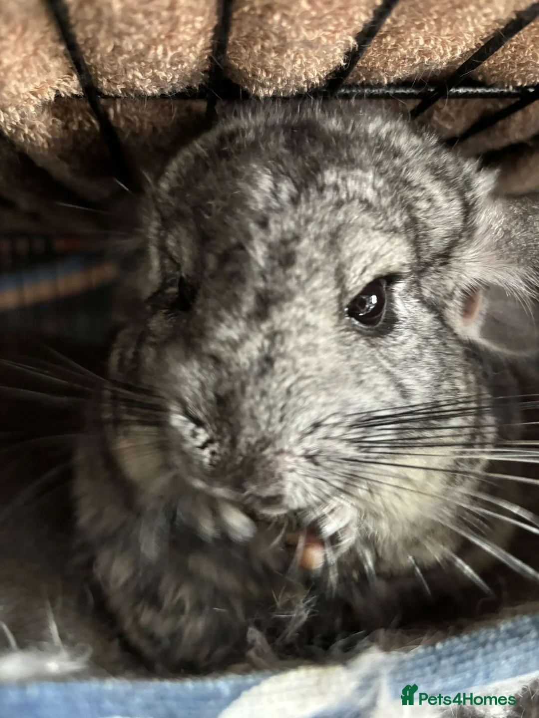 Chinchilla rodents for sale: Chinchillas  - Advert 2