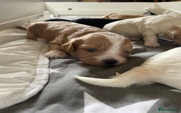 Maltipoo dogs for sale: 6 Beautiful Maltipoo Puppies for sale 🐶🐾 - Image 15