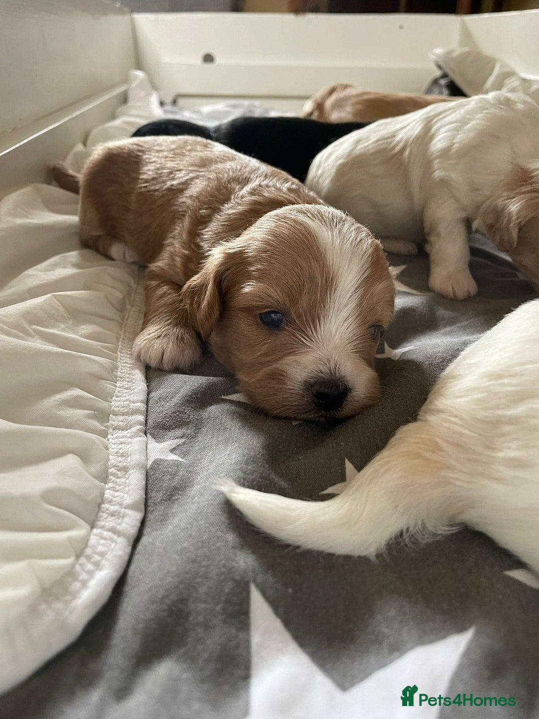 Maltipoo dogs for sale: 6 Beautiful Maltipoo Puppies for sale 🐶🐾 - Image 15