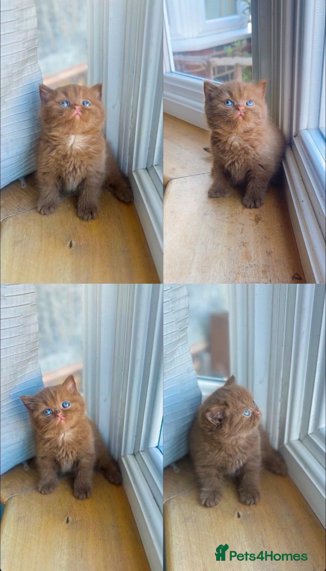 British Shorthair cats for sale: GCCF reg BS kittens true to type cinnamon  - Image 2