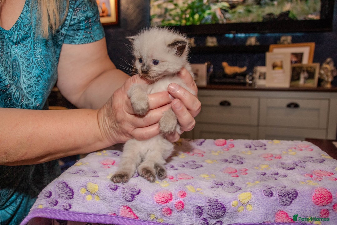 Ragdoll cats for sale: Stunning, fluffy pure Ragdoll kittens - Image 3