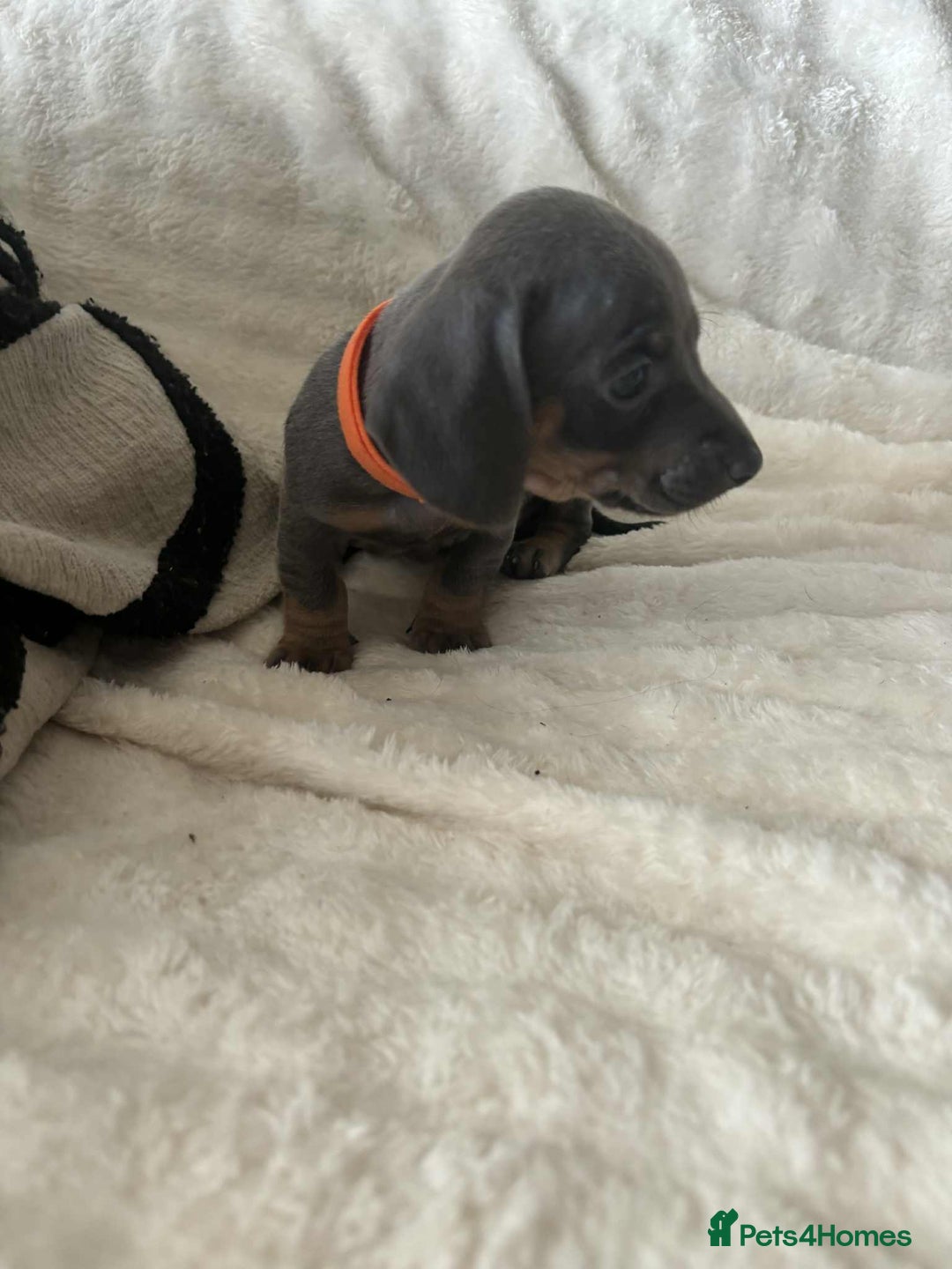Miniature Dachshund dogs for sale: Miniature Dachshund puppies - Image 12