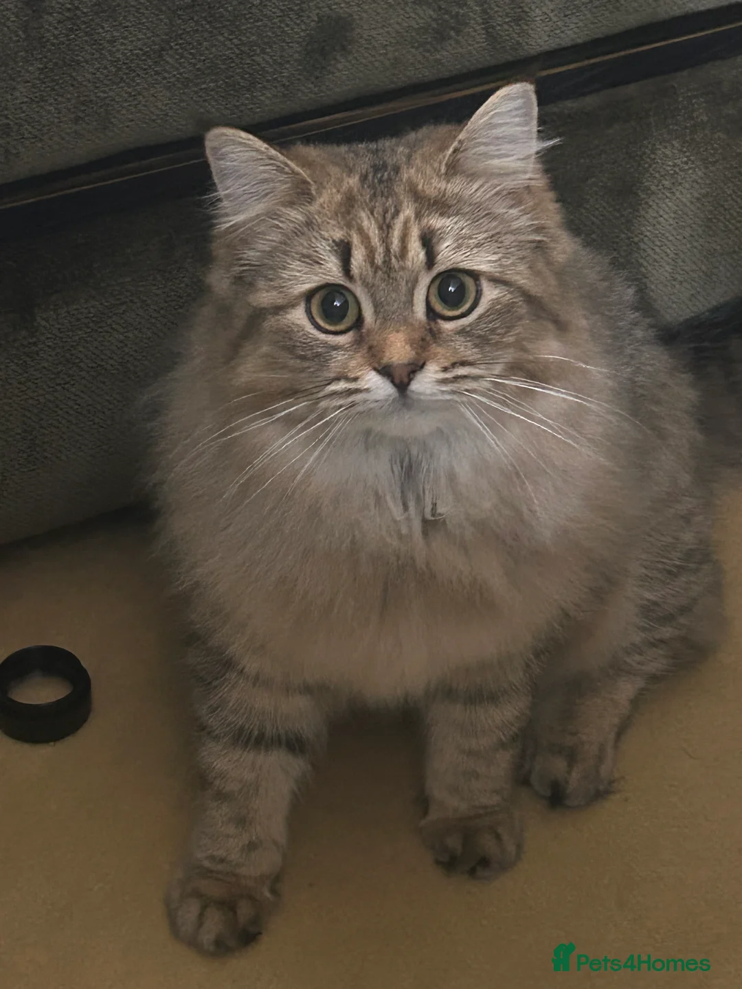 Bengal cats for sale: Bengal x Persian kitten for sale 8 months old  - Advert 3