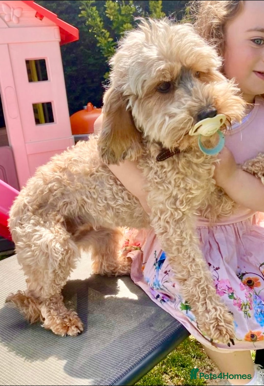 Cockapoo dogs for sale: 4⭐️Licensed Breeder Cockapoo Puppies - Image 16
