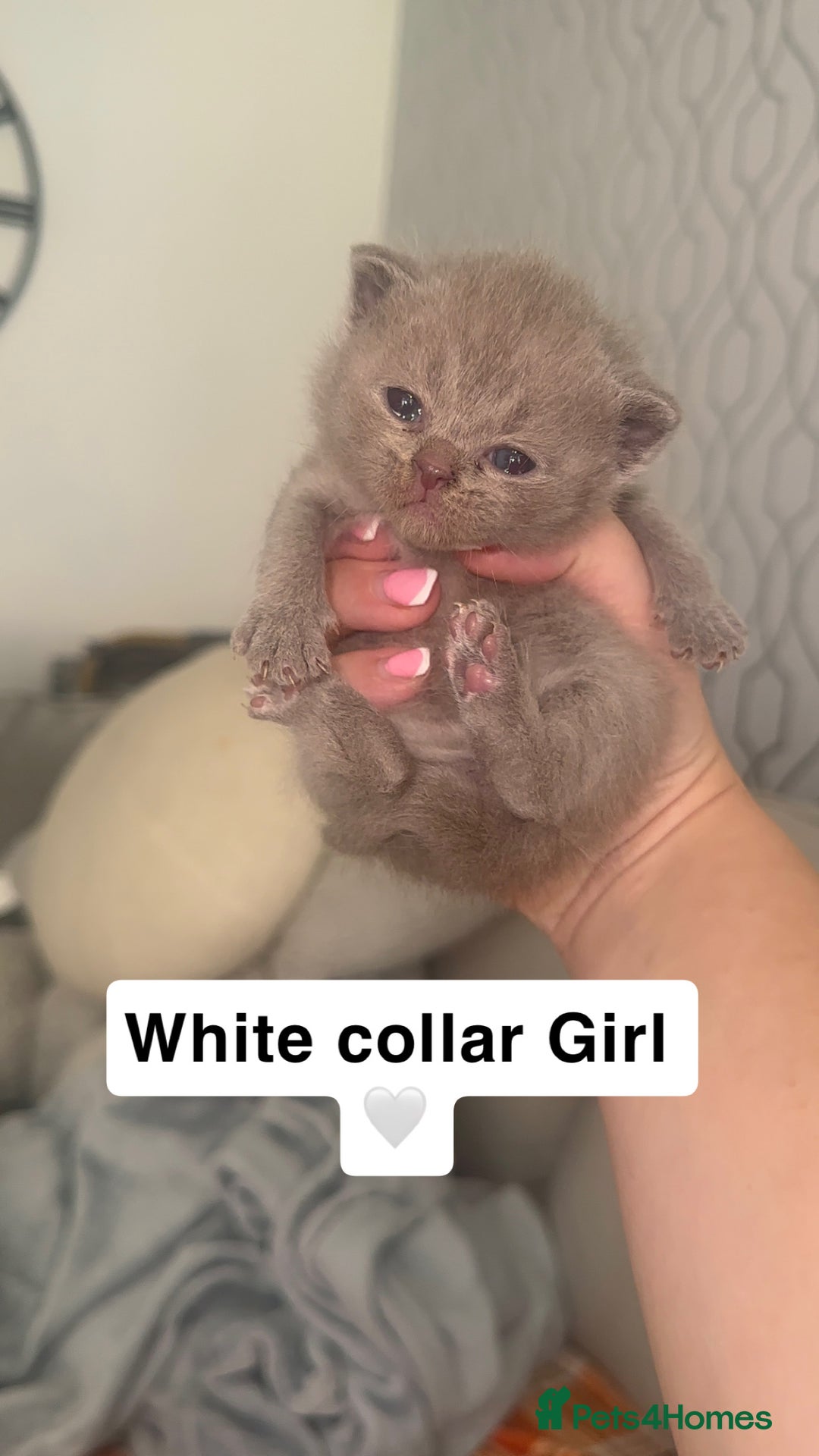 British Shorthair cats for sale: Stunning British Short Hair Kittens - Image 6