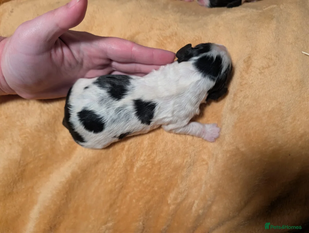 English Springer Spaniel dogs for sale: KC Show Line ESS puppies (1 B&W Boy Available) - Advert 11
