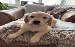 Golden Retriever dogs for sale: Ready now - Golden Retriever Puppies  - Image 16