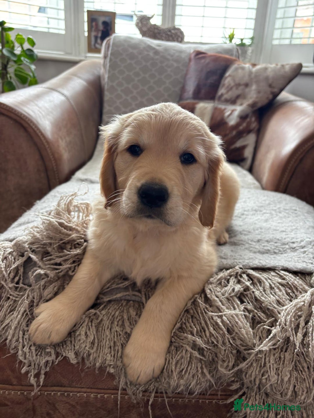Golden Retriever dogs for sale: Ready now - Golden Retriever Puppies  - Image 16