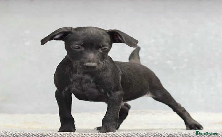 Patterdale Terrier dogs - Advert 2
