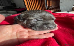 Staffordshire Bull Terrier dogs for sale: Mariusz  - Image 4