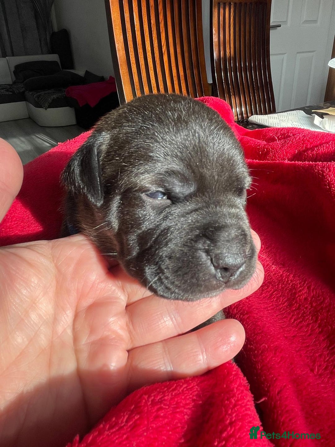 Staffordshire Bull Terrier dogs for sale: Mariusz  - Image 4