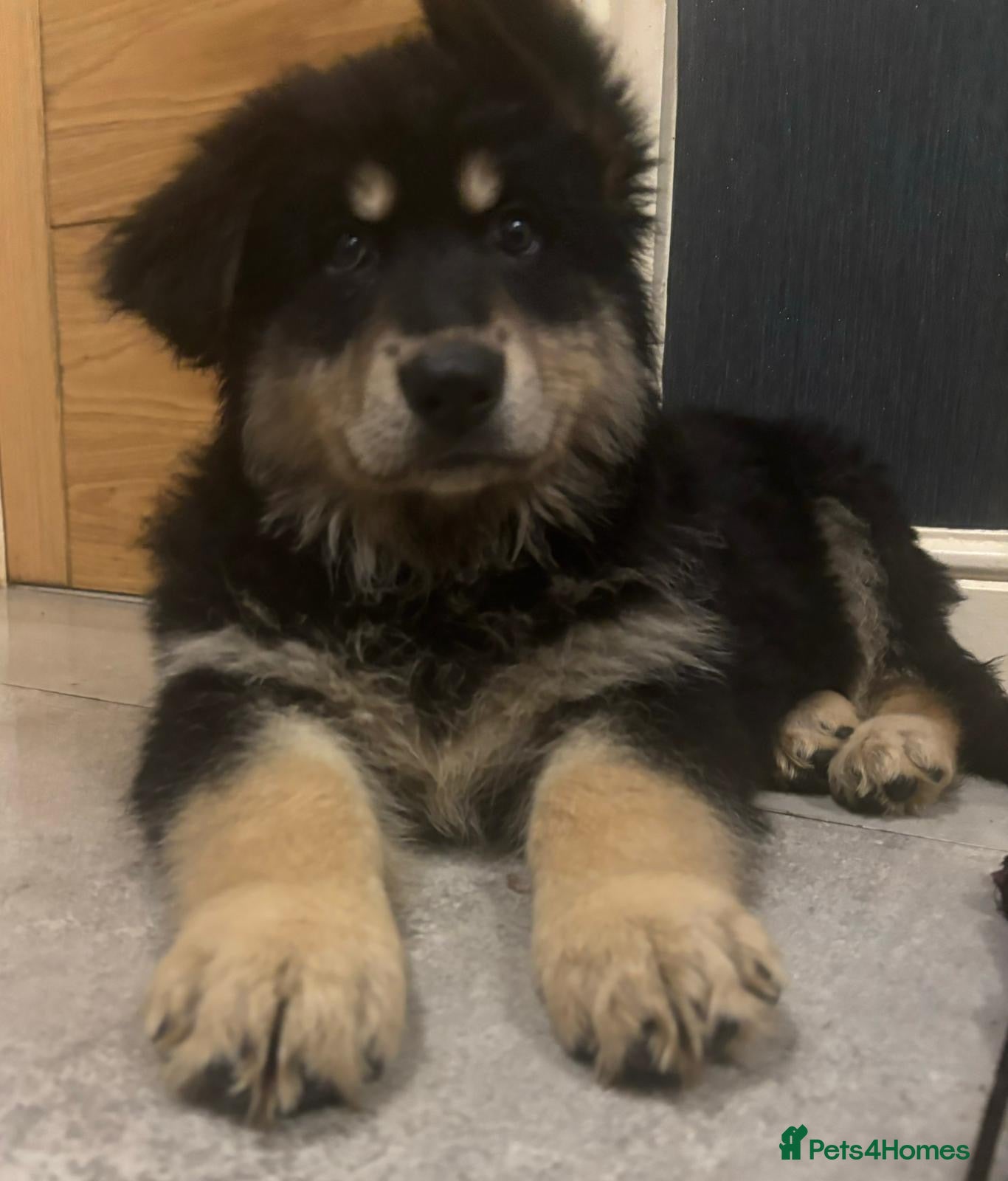 German Shepherd dogs 2 German Shepard boys  - Advert 4