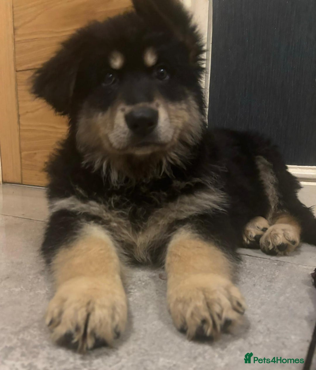 German Shepherd dogs for sale: 2 German Shepard boys  - Advert 1