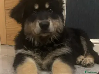 German Shepherd dogs German Shepard female - Advert 15