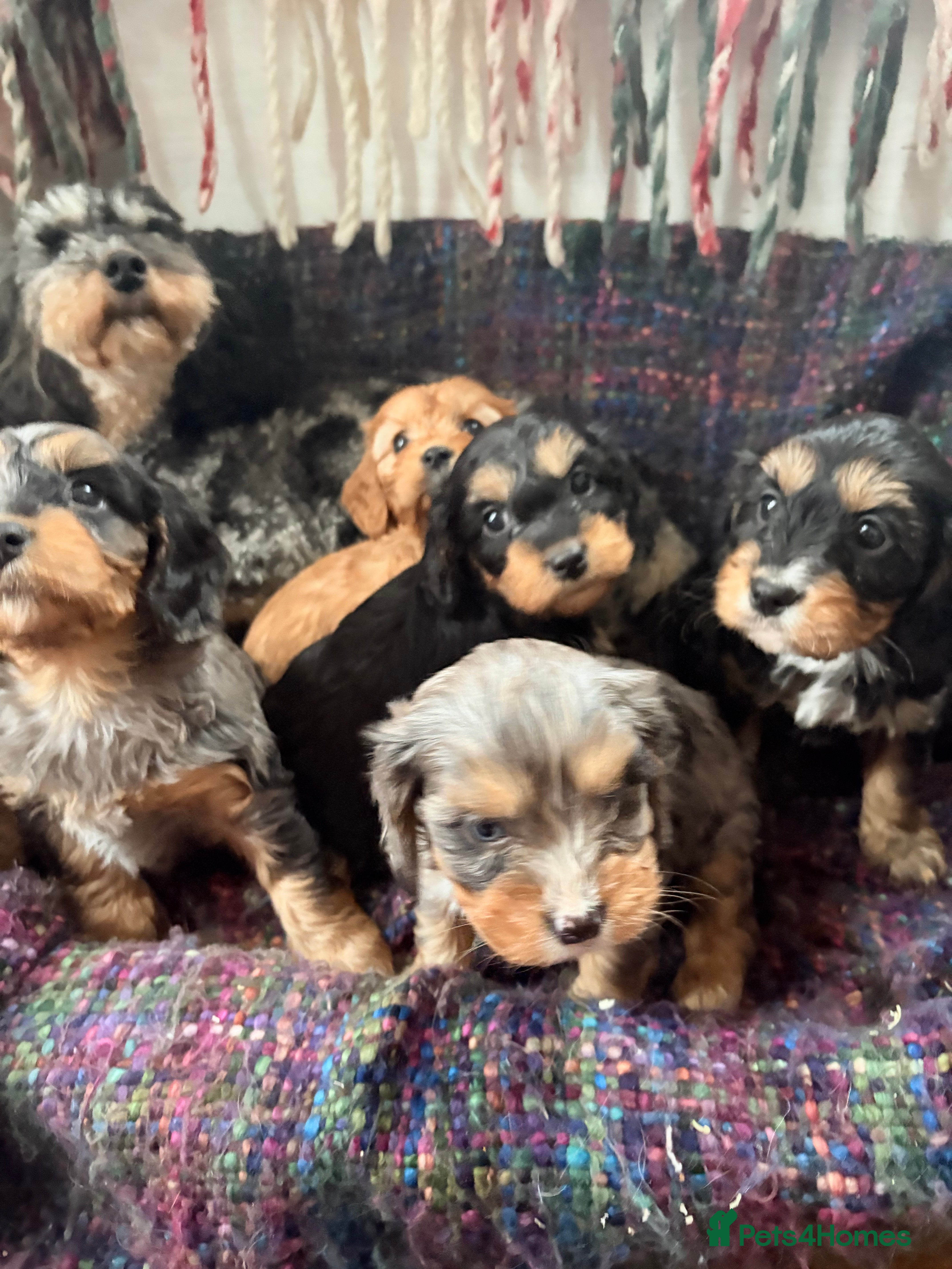 Cavapoo dogs 🩷LAST GIRL🩷Amazing🩷rare🩷Cavapoo🩷Merle’s pups  - Advert 6