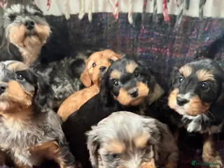 Cavapoo dogs 🩷LAST GIRL🩷Amazing🩷rare🩷Cavapoo🩷Merle’s pups - Advert 6
