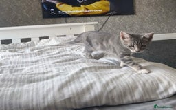 British Shorthair cats for sale: Grey and White Kitten - Image 8