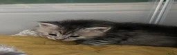 Maine Coon cats for sale: Maine coone kittens in Ebbw Vale - Advert 9