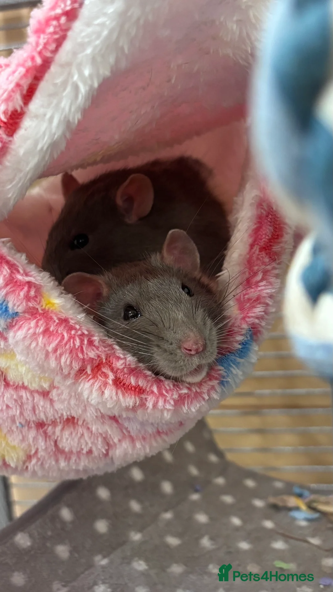 Rat rodents for sale: Two male rats  - Advert 1