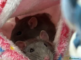 Rat rodents Two male rats - Advert 2