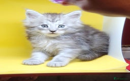 Maine Coon cats for sale: Ready Now Maine Coon kittens - Image 29
