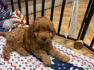 Cockapoo dogs Last boy looking for home - Advert 6