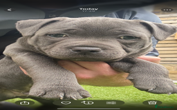 Staffordshire Bull Terrier dogs for sale: 🔷Top quality Pharaon puppy🔷 - Image 20