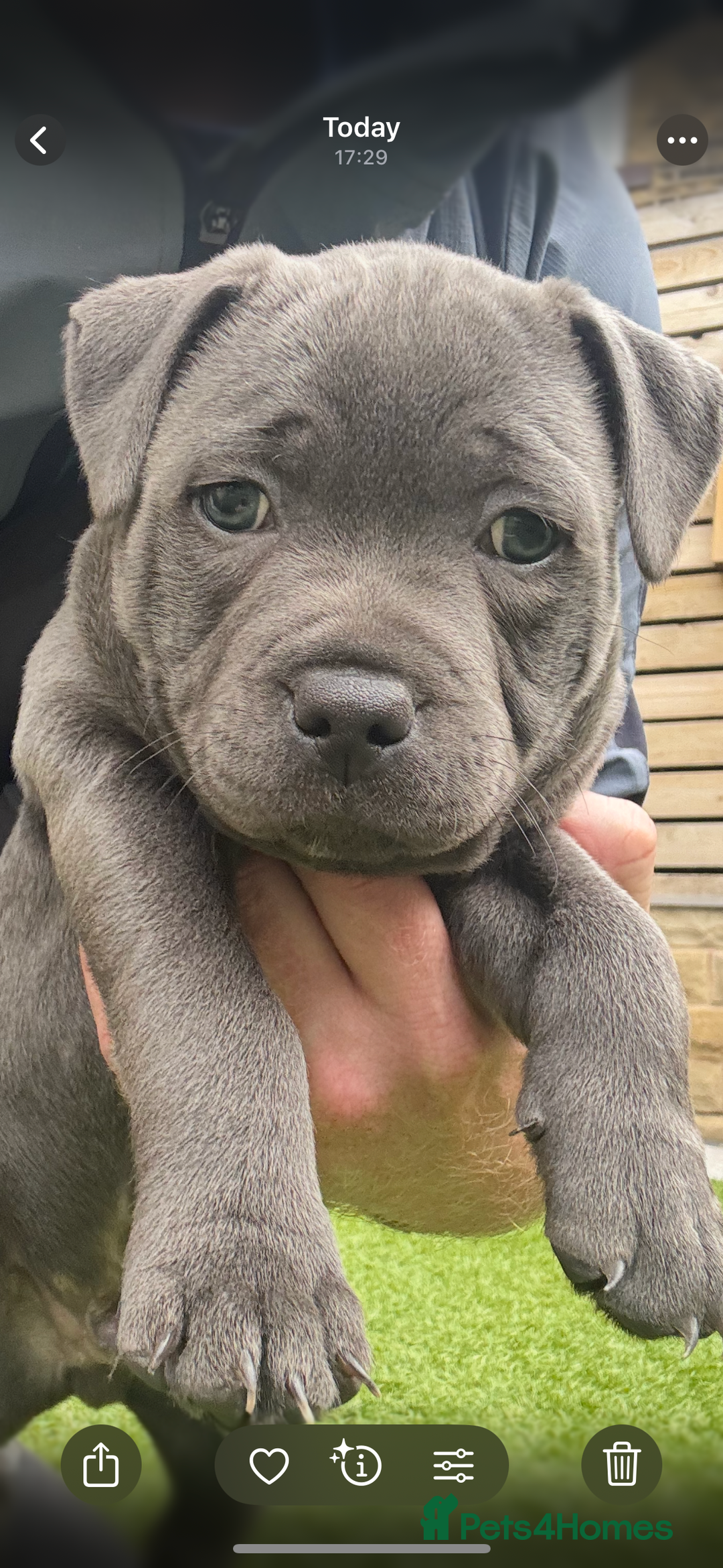 Staffordshire Bull Terrier dogs for sale: 🔷Top quality Pharaon puppy🔷 - Image 20