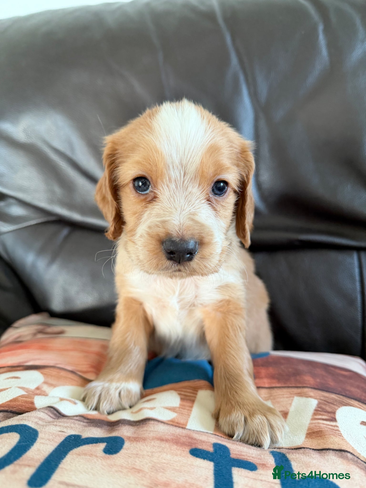 Cocker Spaniel dogs Beautiful Cocker Spaniel Puppies -ONLY 2 BOYS LEFT - Advert 1