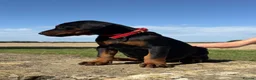 Dobermann dogs for sale: Beautiful, Healthy Doberman Puppies  - Advert 16