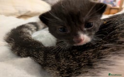 Mixed Breed cats for sale: 4 stunning kittens  - Image 22