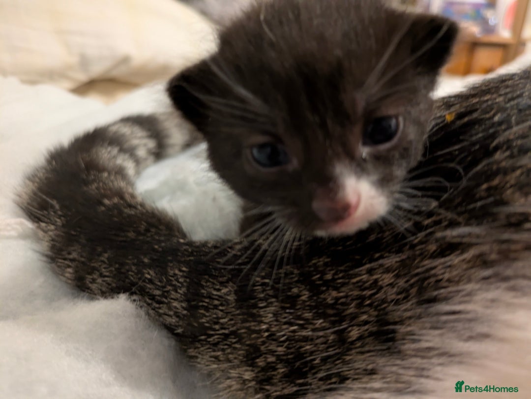 Mixed Breed cats for sale: 4 stunning kittens  - Image 22