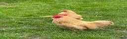 Chickens poultry for sale: Pair of Dorking and Cuckoo Chickens £35 pair - Advert 2