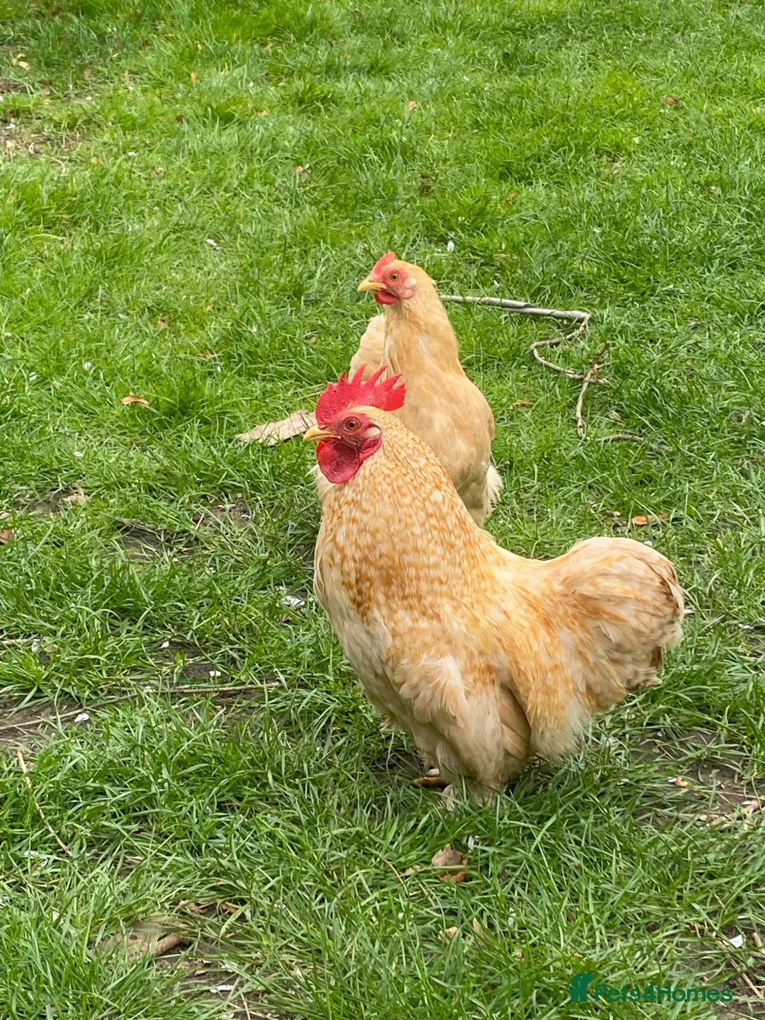 Chickens poultry for sale: Pair of Dorking and Cuckoo Chickens £35 pair - Advert 2