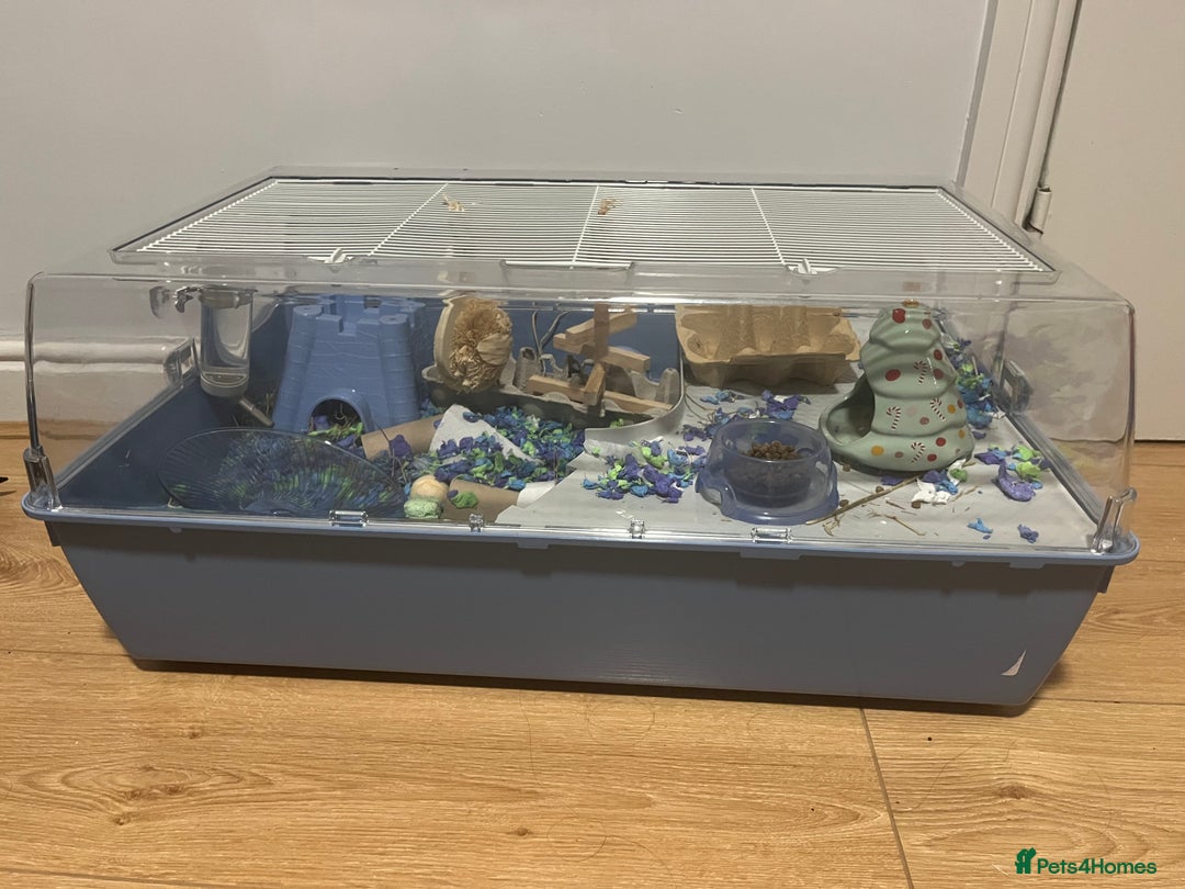 Mouse rodents for sale: Two male mice  - Advert 3