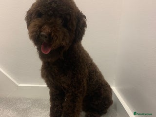 Miniature Poodle dogs in Abergele - Advert 19