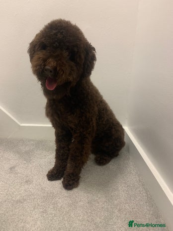 Miniature Poodle dogs in Abergele - Advert 9