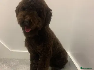 Miniature Poodle dogs 2years old & proven Stud Mini Poodle KC, CLEAR DNA in Abergele - Advert 2