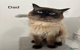 British Shorthair cats for sale: Gorgeous British Shorthair/ Ragdoll  - Image 8