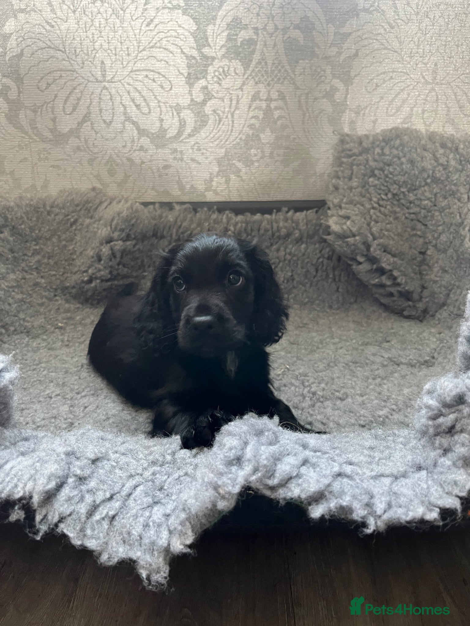 Cocker Spaniel dogs KC reg. Working Cocker Spaniel Pups  - Advert 2