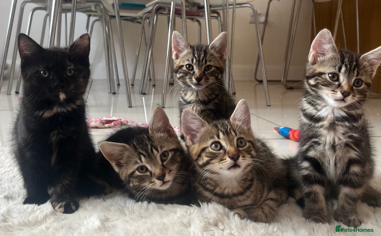 Mixed Breed cats - Advert 1