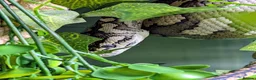 Snake reptiles for sale: Female Coastal x Irian Jaya carpet python - Advert 5