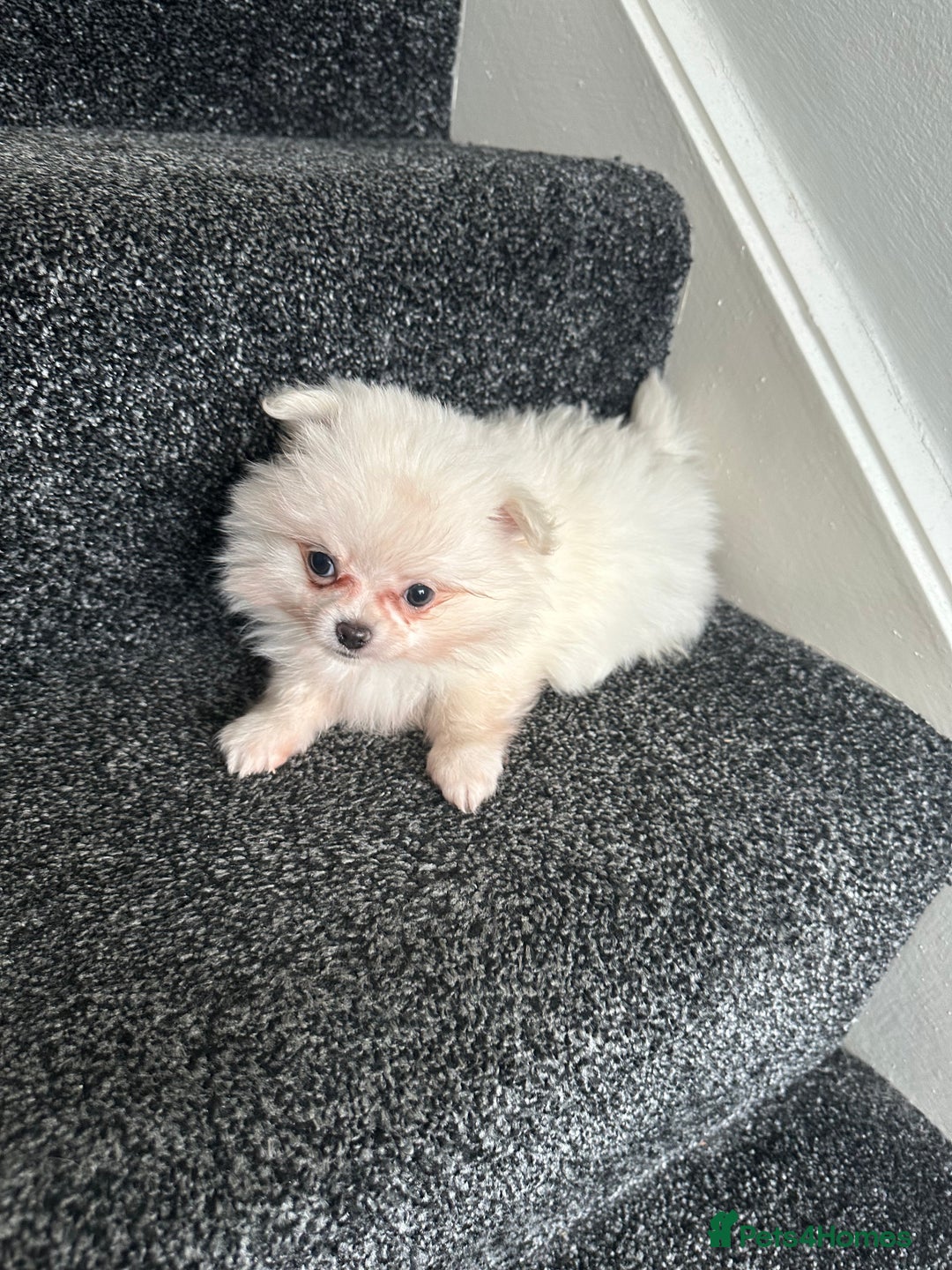 Pomchi dogs for sale: Tiny Pomchi - Image 10