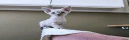 Devon Rex cats for sale: Devon Rex kittens pointed💙blue eyes💙 - Advert 11