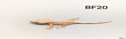 Gecko reptiles for sale: Lily White Crested Gecko CB26 - Advert 3