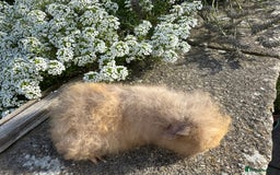 Guinea Pig rodents for sale: Gorgeous pure bred Swiss guinea pig sows - Image 4
