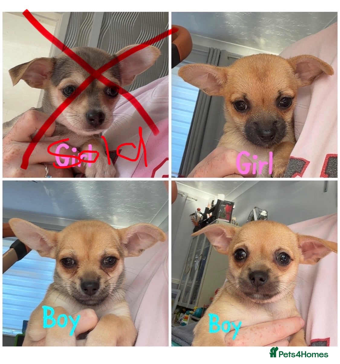Chihuahua dogs Chihuahua pups for sale  - Advert 2