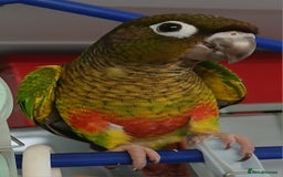Conures birds for sale: Conures handreared Conures Green Cheeks  - Image 6